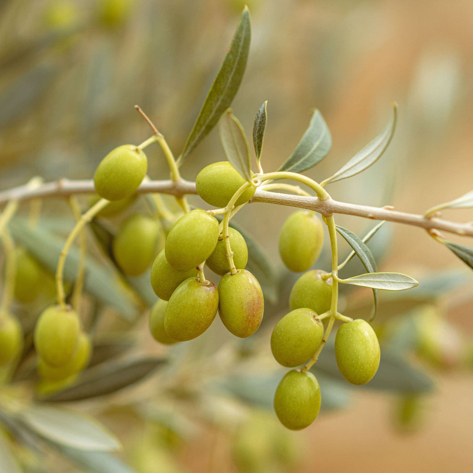 Extra Virgin Olive Oil