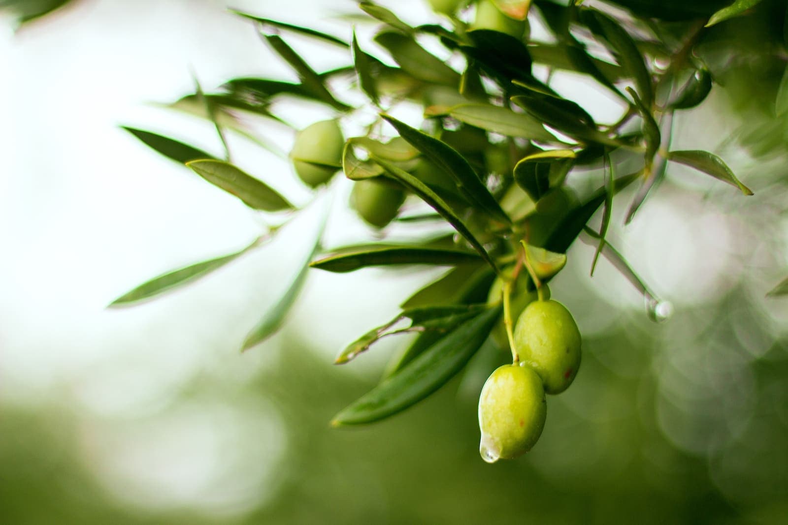 Organic Extra Virgin Olive Oil